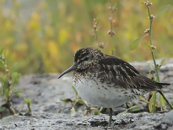 Jänkäsirriäinen, Broad-billed Sandpiper, Calidris falcinellus